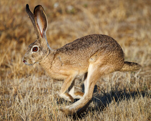Jack rabbit in the grass