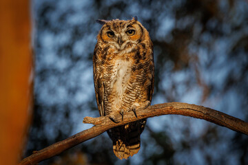great horned owl