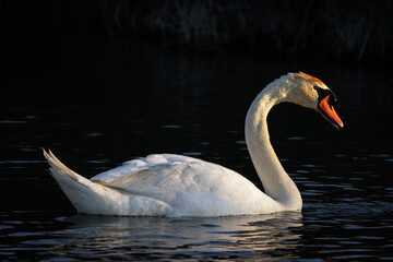 Tundra Swan