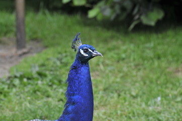 portrait paon dans nature