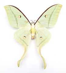 Actias selene seitzi (female).
Butterfly. Entomology In White Background