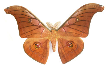 Antheraea pratti (male).
Butterfly. Entomology In White Background