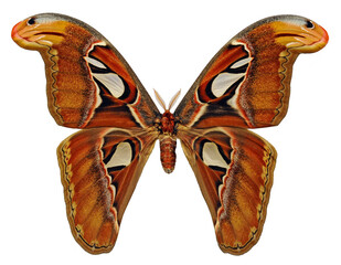 Attacus atlas (female).
Butterfly. Entomology In White Background