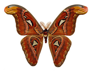Attacus atlas (male).
Butterfly. Entomology In White Background