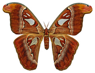 Attacus inopinatus (female).
Butterfly. Entomology In White Background