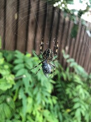 spider on web