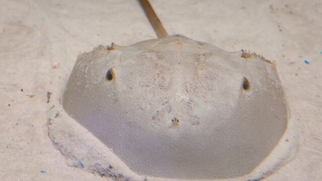 Atlantic horseshoe crab (Limulus polyphemus) moving through sand, close-up