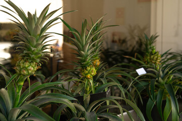 Fototapeta premium Close-up of Fresh pineapple plants stand in a farmer's market.