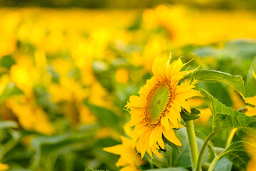 Bright sunflower with yellow petals and green leaves grows in rural field on blurred background. Agriculture in countryside close view
