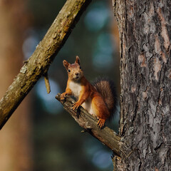 Naklejka na ściany i meble Portrait of a small red forest squirrel on a tree branch.