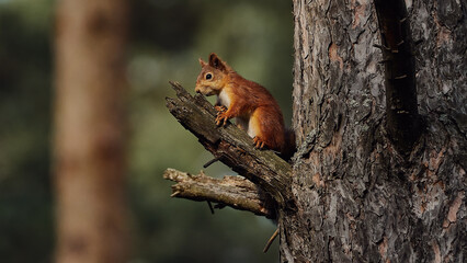 Portrait of a small red forest squirrel on a tree branch.