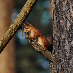 Naklejka premium Portrait of a small red forest squirrel on a tree branch.