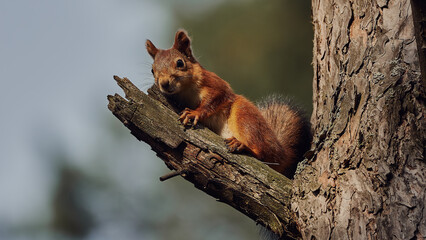 Portrait of a small red forest squirrel on a tree branch.