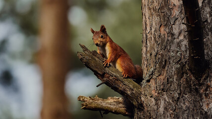 Portrait of a small red forest squirrel on a tree branch.