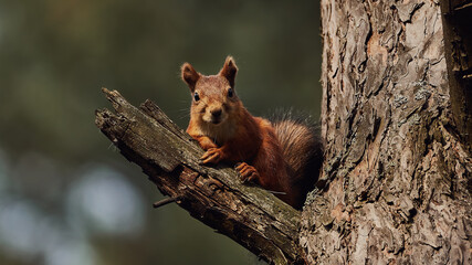 Portrait of a small red forest squirrel on a tree branch.