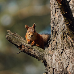Portrait of a small red forest squirrel on a tree branch.