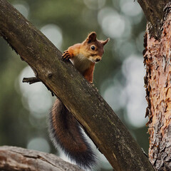 Portrait of a small red forest squirrel on a tree branch.