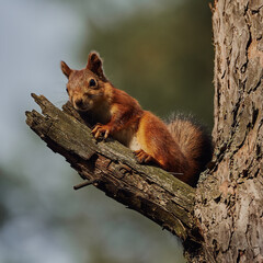 Portrait of a small red forest squirrel on a tree branch.