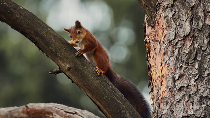 Portrait of a small red forest squirrel on a tree branch.
