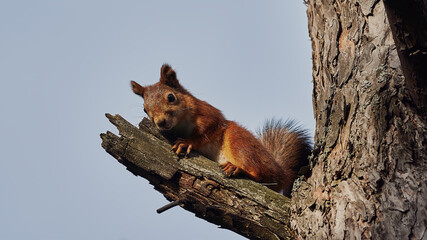 Portrait of a small red forest squirrel on a tree branch.