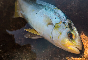seriolia dumerili or amberjack 