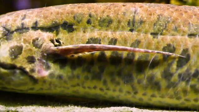 West African lungfish (Protopterus annectens) body