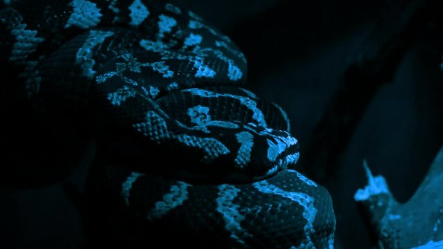 Carpet python (Morelia spilota) on a branch at night