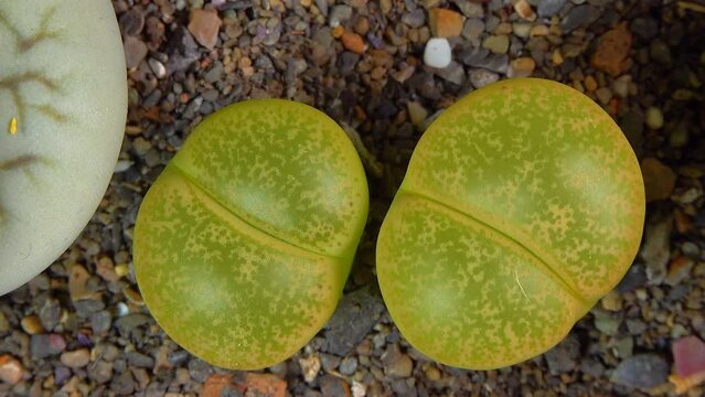 Mesembs (Lithops lesliei) South African plant from Namibia in the botanical collection of supersucculent plants