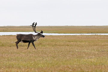 An adult male caribou (Rangifer tarandus granti) browses in the Arctic tundra near Deadhorse,...