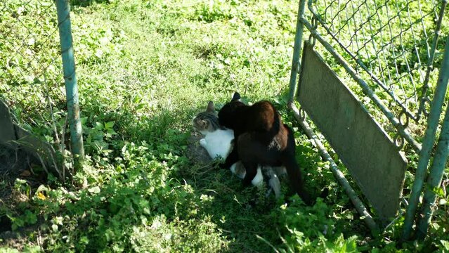 Copulating cat white and black mating coupling courtship love games homeless making love outdoors house, village life male and female sweetheart darling pet beloved, Czech Republic, Europe