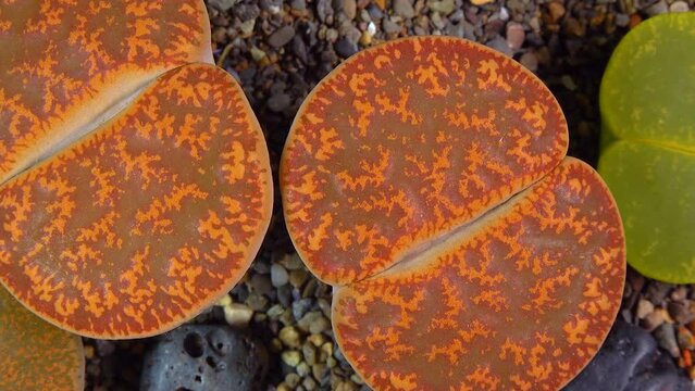 Mesembs (Lithops aucampia) South African plant from Namibia in the botanical collection of supersucculent plants