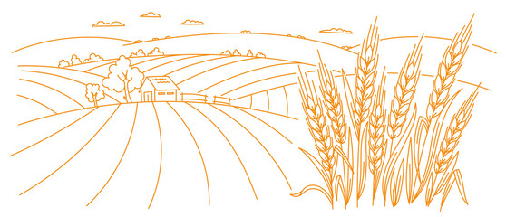 Organic field farm. Ranch barn. Cereal agriculture wrapper. Spikelets of wheat. Vector line. Editable outline stroke thickness. © Ilia