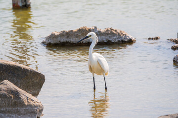The small white heron or Little egret stands in the lake