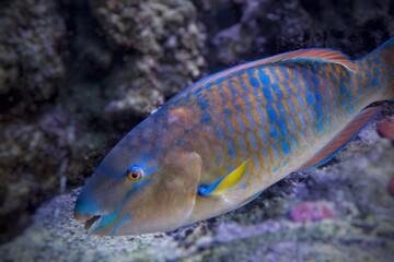 PEZ LORO, PECES , TROPICALES, OCEANO ATLANTICO, OCEANO INDICO, OCEANO PACIFICO