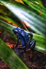 RANA VENENOSA, RANA, 