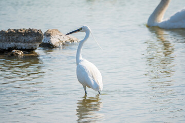 The small white heron or Little egret stands in the lake