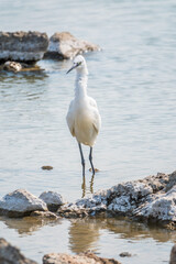 The small white heron or Little egret stands in the lake