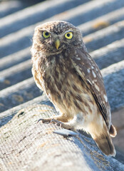 Little owl, Athene noctua. A bird sits on the roof of a house covered with slate