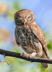 Little owl, Athene noctua. A bird sits on a branch and looks menacingly