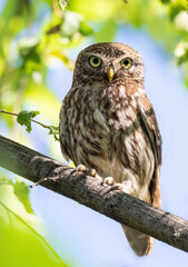 Little owl, Athene noctua. A bird sits on a branch