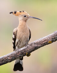 Eurasian hoopoe, Upupa epops. A bird sits on a beautiful old branch