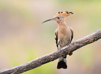 Eurasian hoopoe, Upupa epops. A bird sits on a beautiful old branch