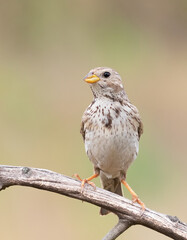 Corn bunting, Emberiza calandra. A bird sits on a dry branch on a beautiful blurry background