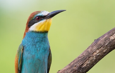European bee-eater, Merops apiaster. Close-up of the bird against a beautiful blurred background