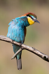 European bee-eater, Merops apiaster. Close-up of the bird against a beautiful blurred background