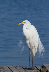 Great egret, Ardea alba. A bird stands on a wooden bridge near the river, spreading its beautiful feathers