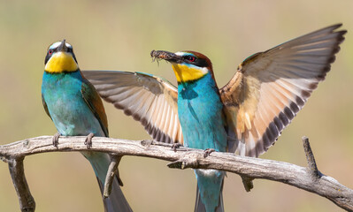 European bee-eater, Merops apiaster. The male gives the female a gift