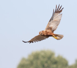 Obraz premium Western marsh harrier, Circus aeruginosus. A bird flies over the river reeds in search of prey