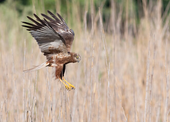 Western marsh harrier, Circus aeruginosus. A bird attacks its prey in the reeds by the river