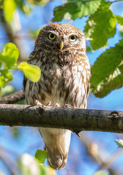 Little owl, Athene noctua. A bird sits on a branch